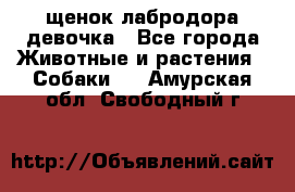 щенок лабродора девочка - Все города Животные и растения » Собаки   . Амурская обл.,Свободный г.